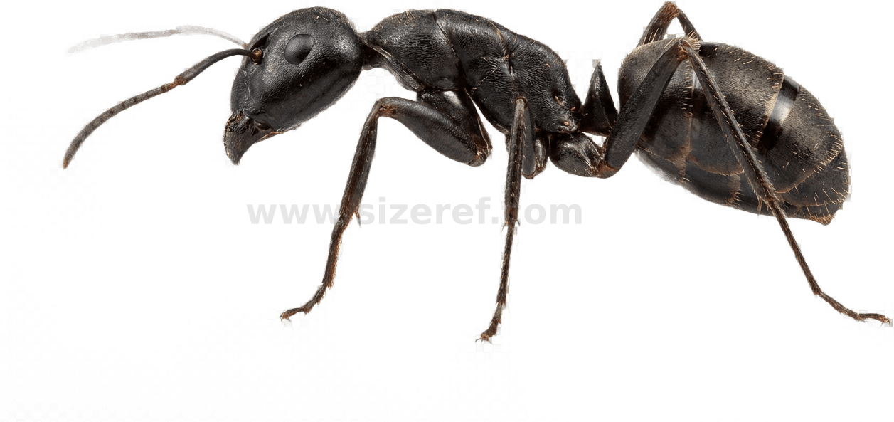 Ant size - 3.0 mm dimensions