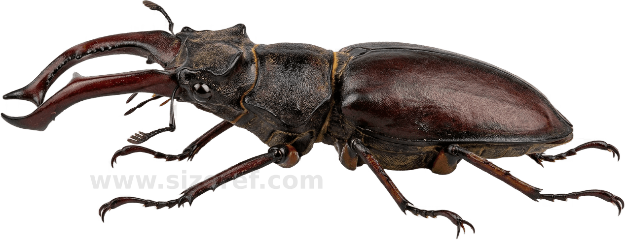 Beetle size - 2.0 cm dimensions