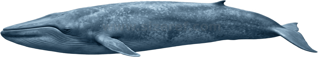 Blue Whale size - 4.00 m dimensions