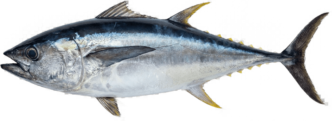 Bluefin Tuna size