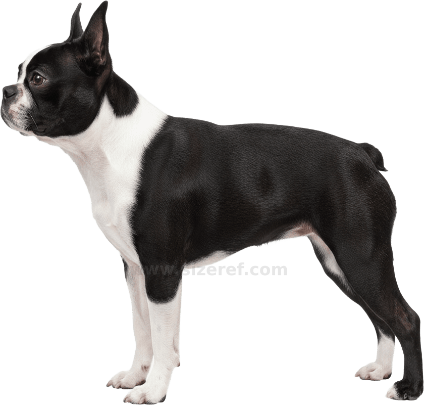 Boston Terrier scientific diagram preview