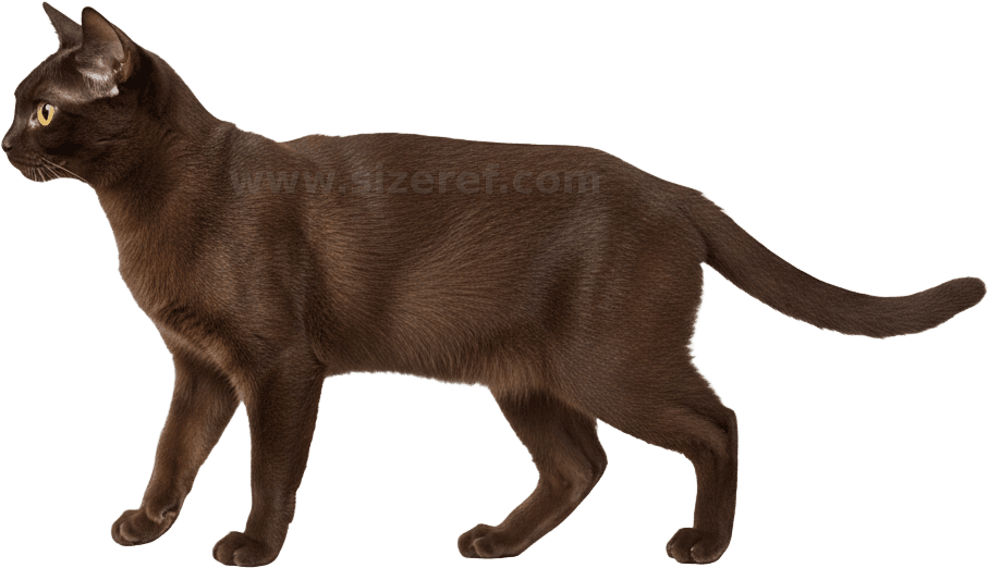 Burmese scientific diagram preview