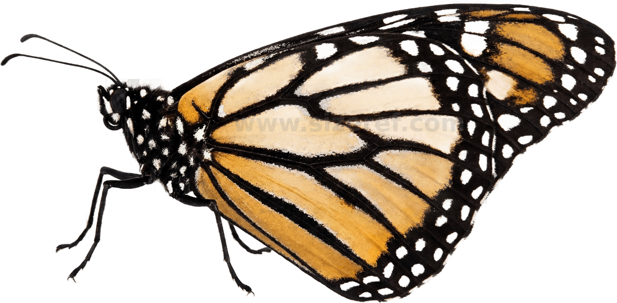 Butterfly size - 6.0 cm dimensions