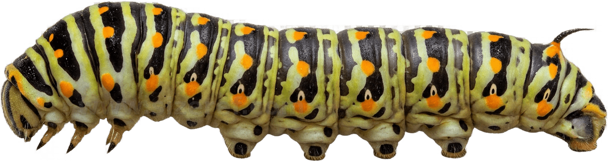 Caterpillar size