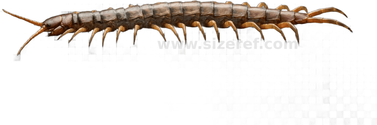 Centipede size