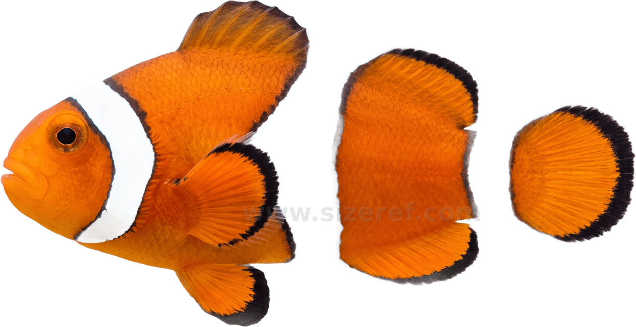 Clownfish size