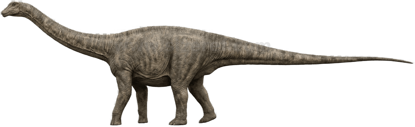 Diplodocus size