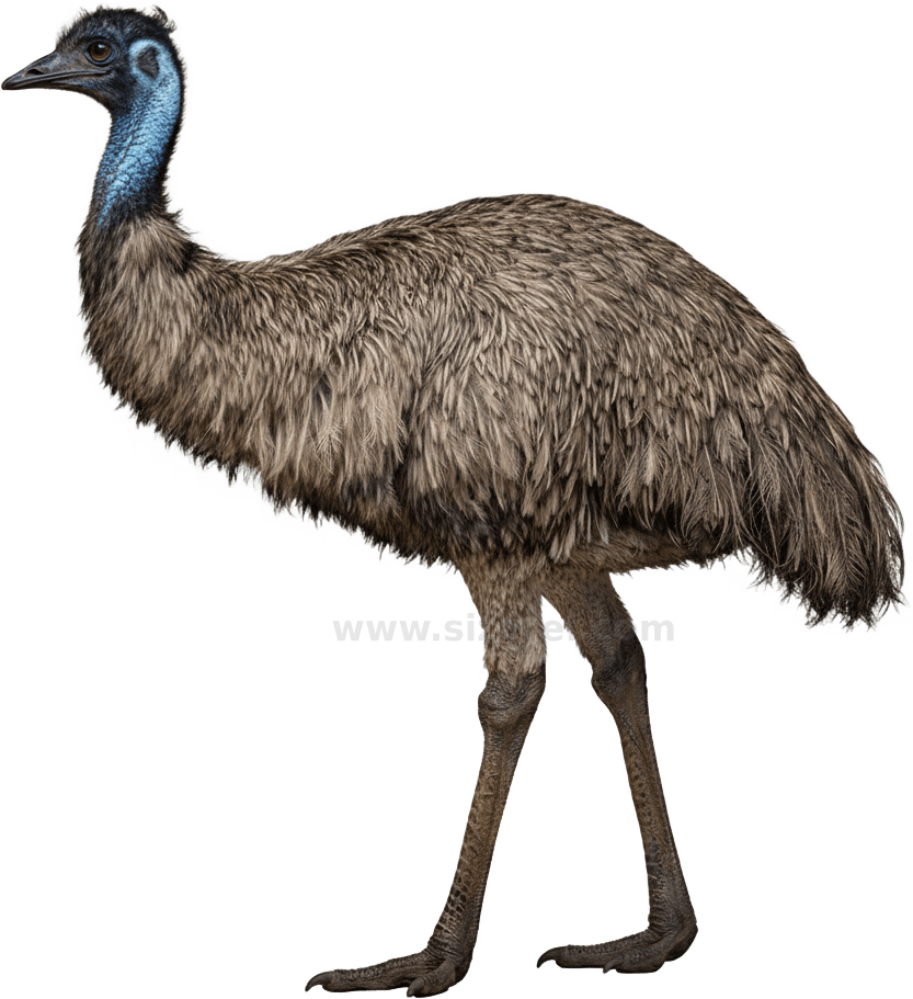 Emu scientific diagram preview