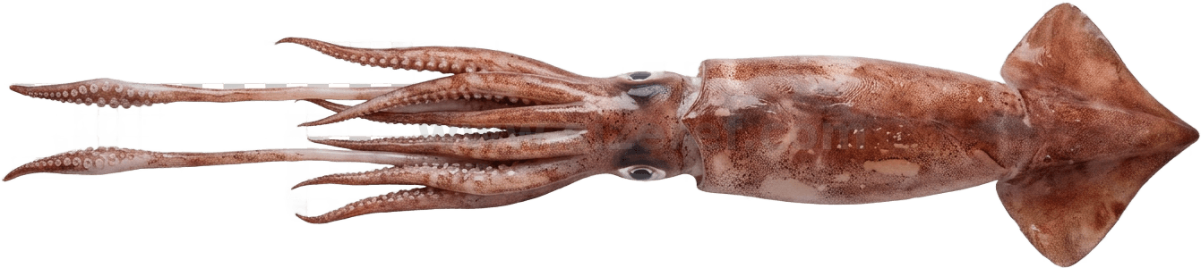 Giant Squid size