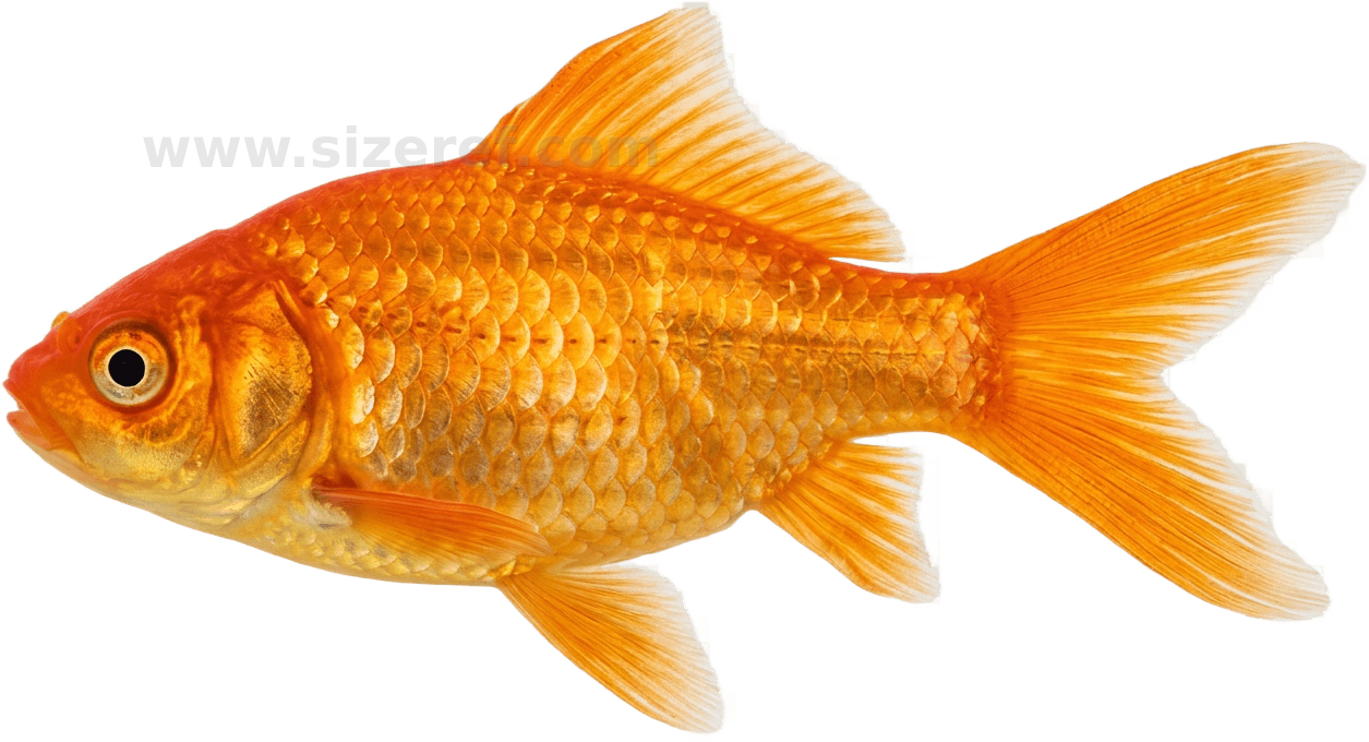Goldfish size