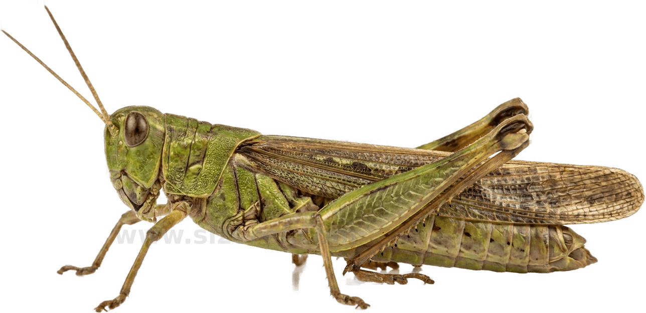 Grasshopper size