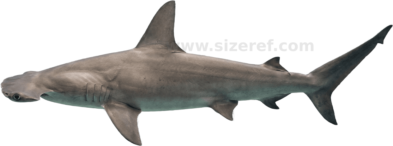 Hammerhead Shark size