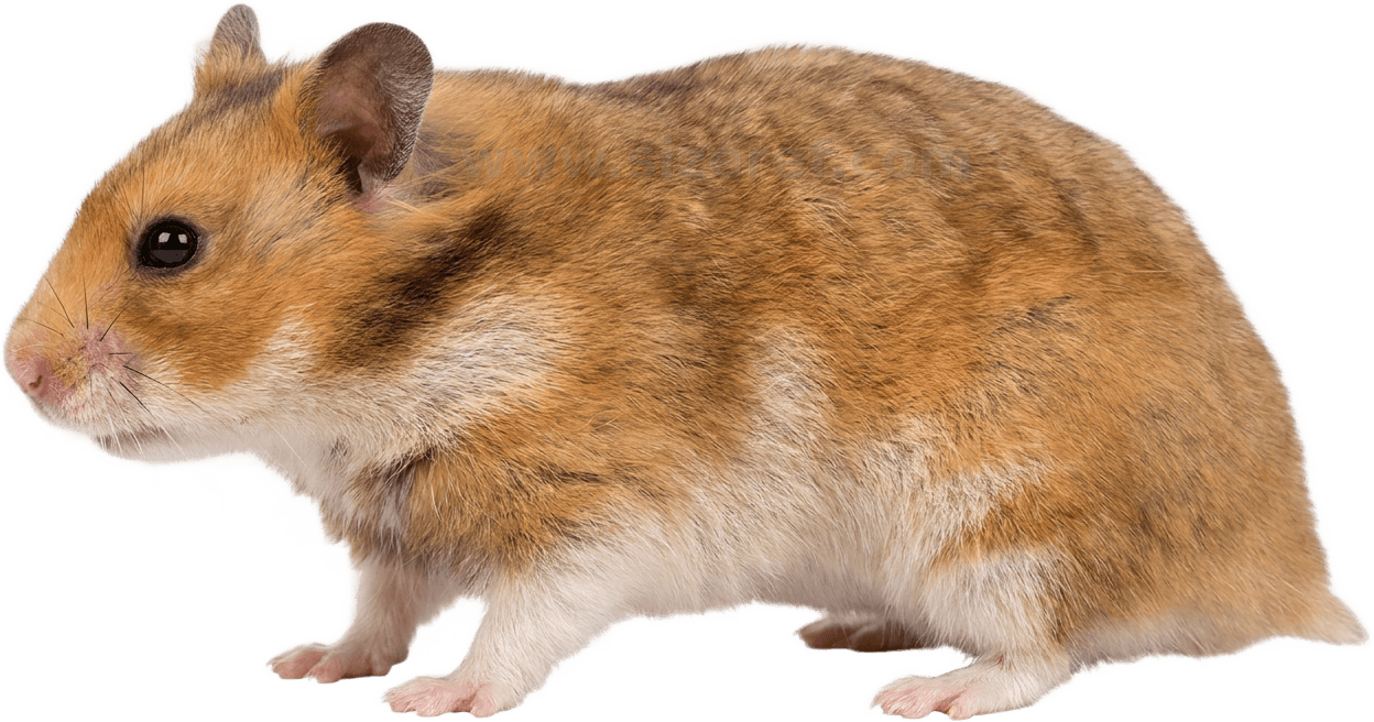 Hamster size - 7.0 cm dimensions