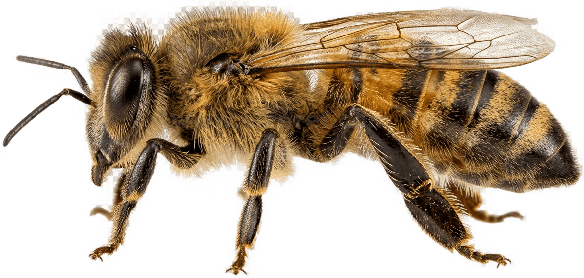 Honeybee size