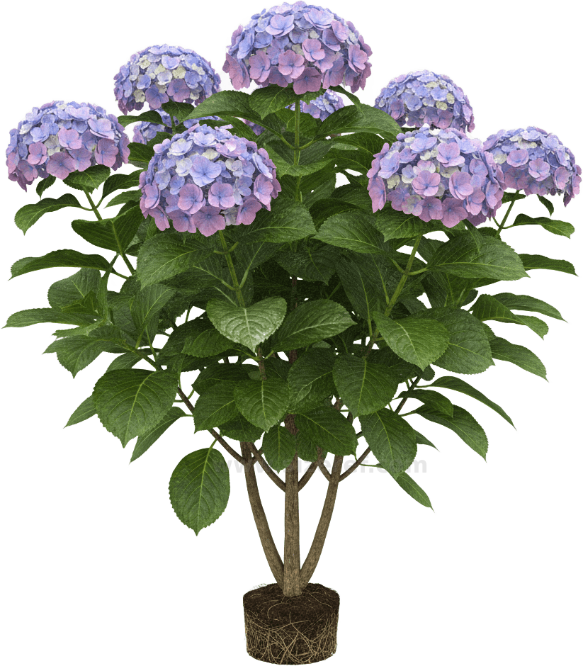 Hydrangea scientific diagram preview