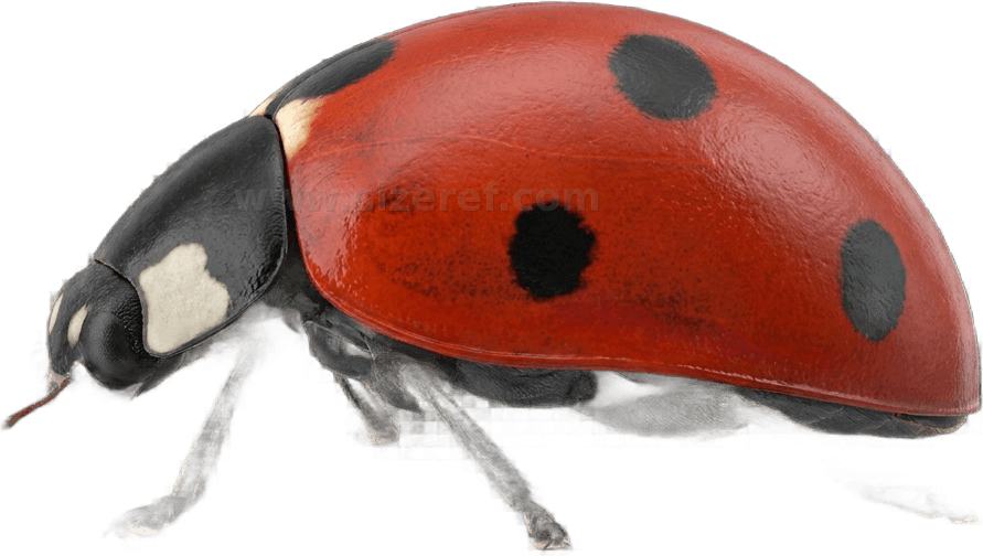 Ladybug size - 5.0 mm dimensions