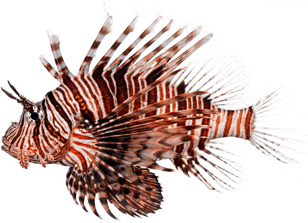 Lionfish size