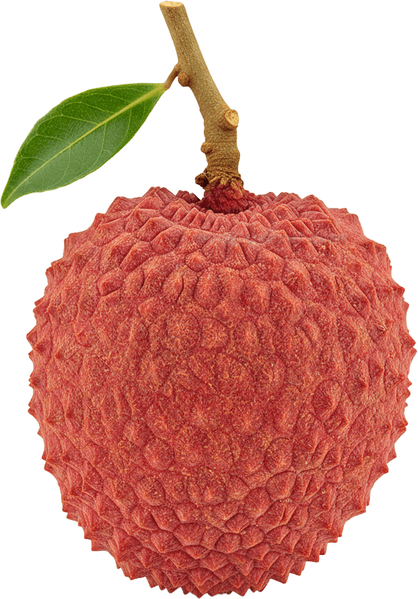 Lychee scientific diagram preview