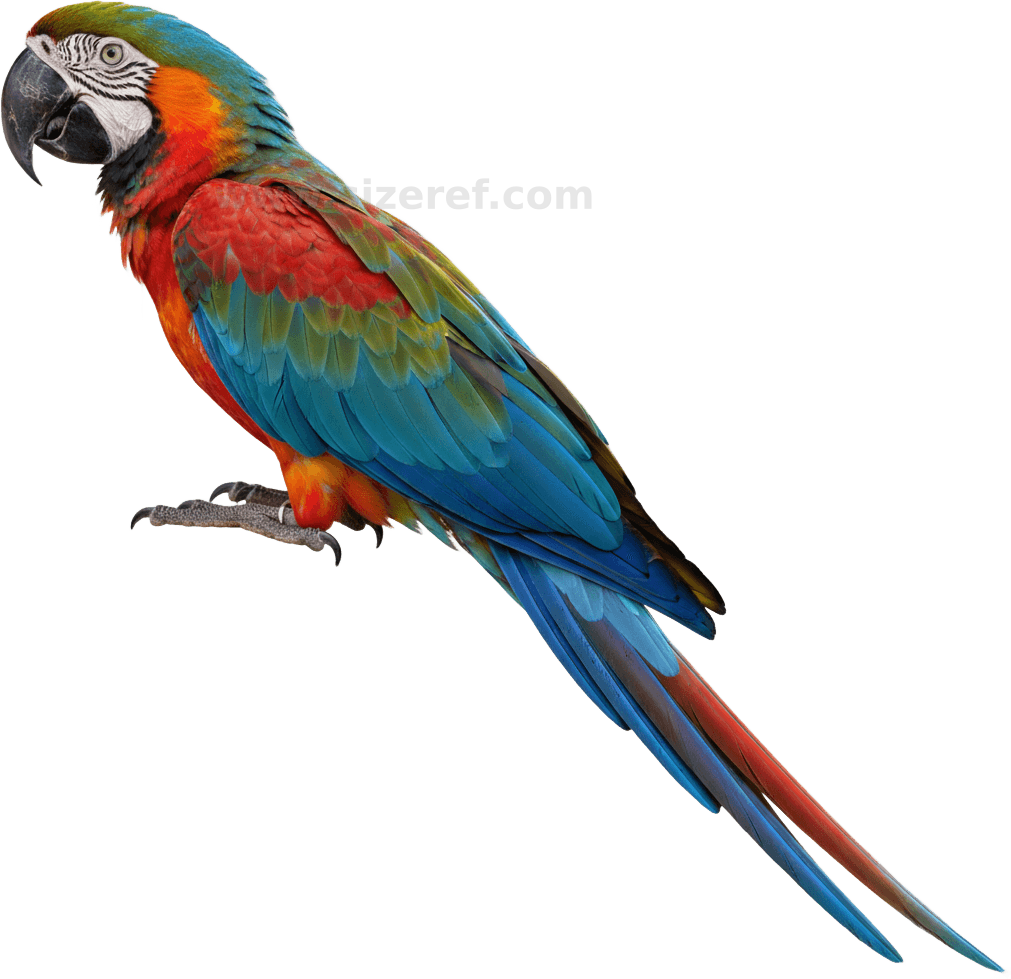 Macaw scientific diagram preview