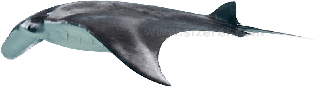 Manta Ray size