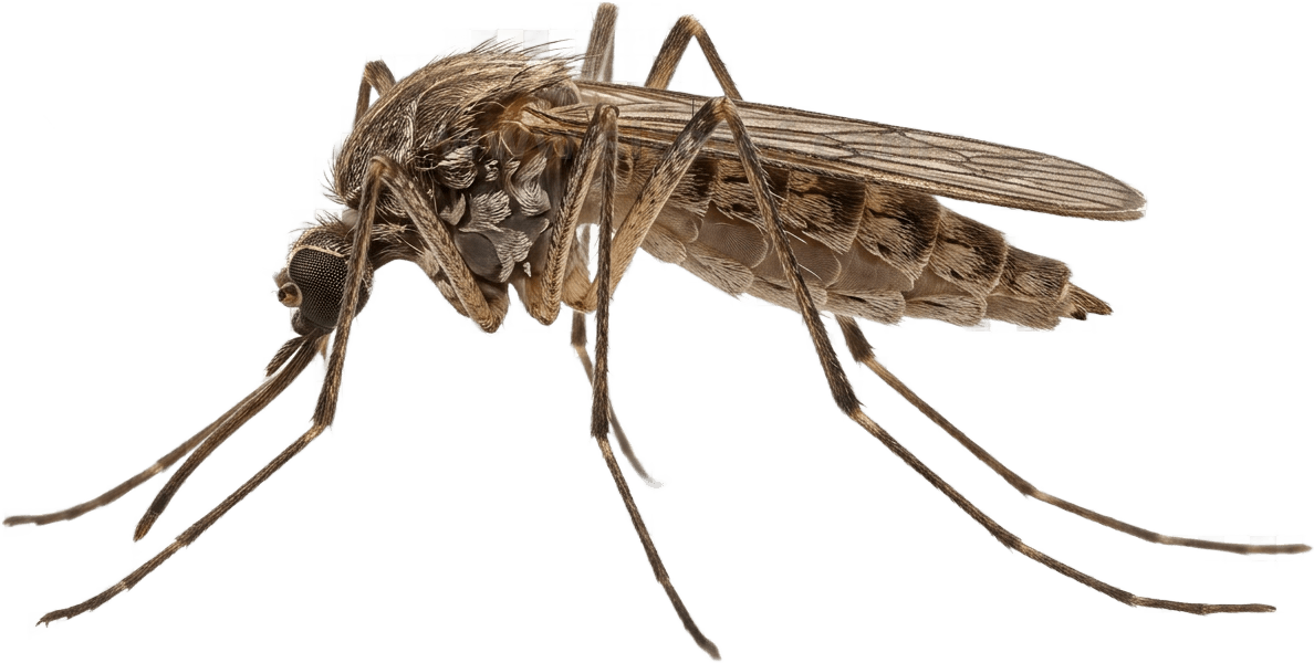 Mosquito size