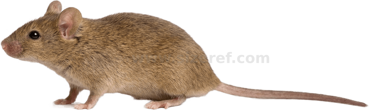 Mouse size - 4.5 cm dimensions