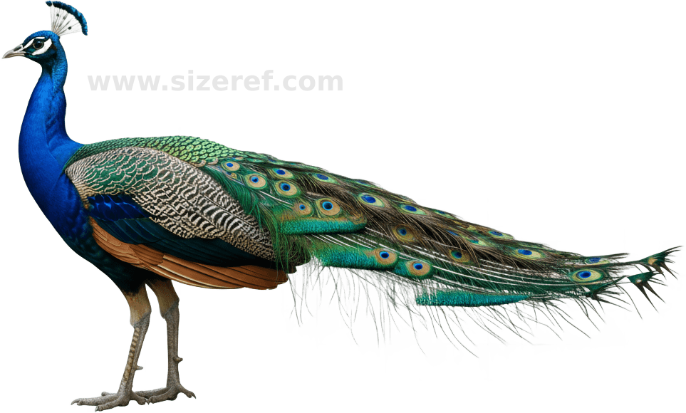 Peacock scientific diagram preview