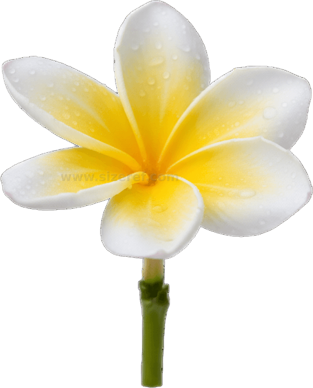 Plumeria scientific diagram preview
