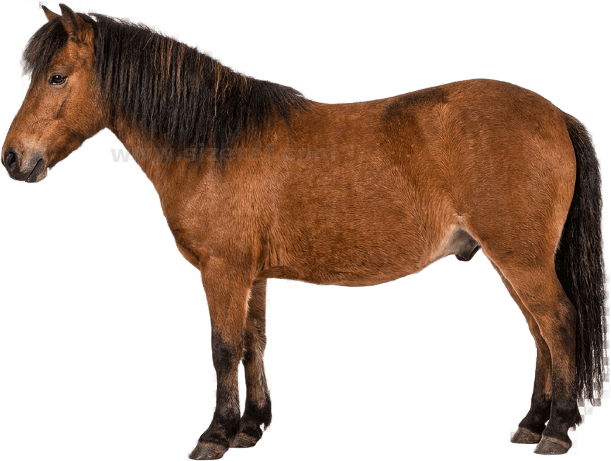 Pony size - 1.20 m dimensions