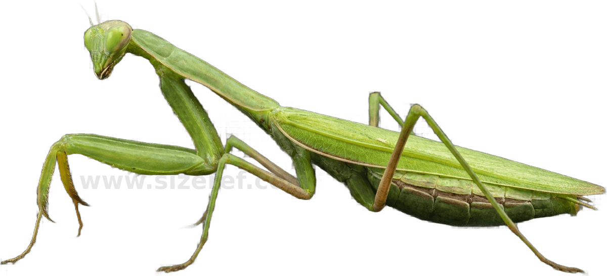 Praying Mantis size