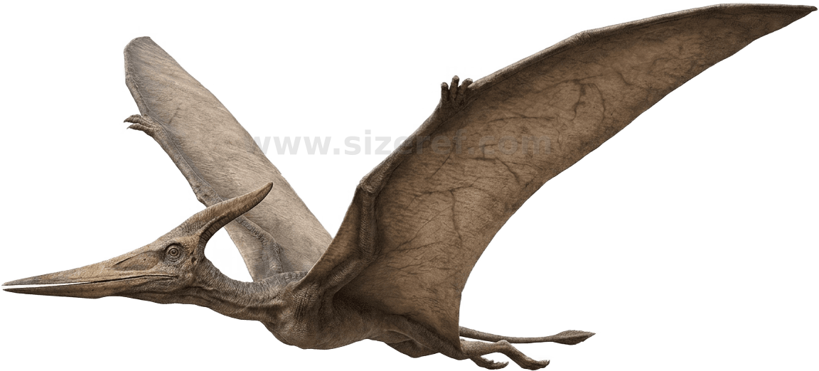 Pteranodon size - 1.80 m dimensions