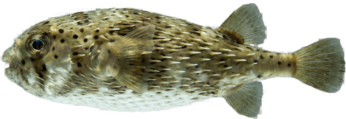 Pufferfish size