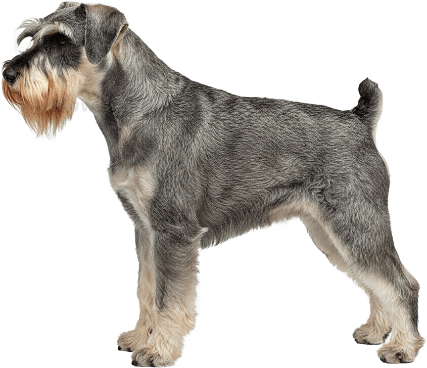 Schnauzer scientific diagram preview