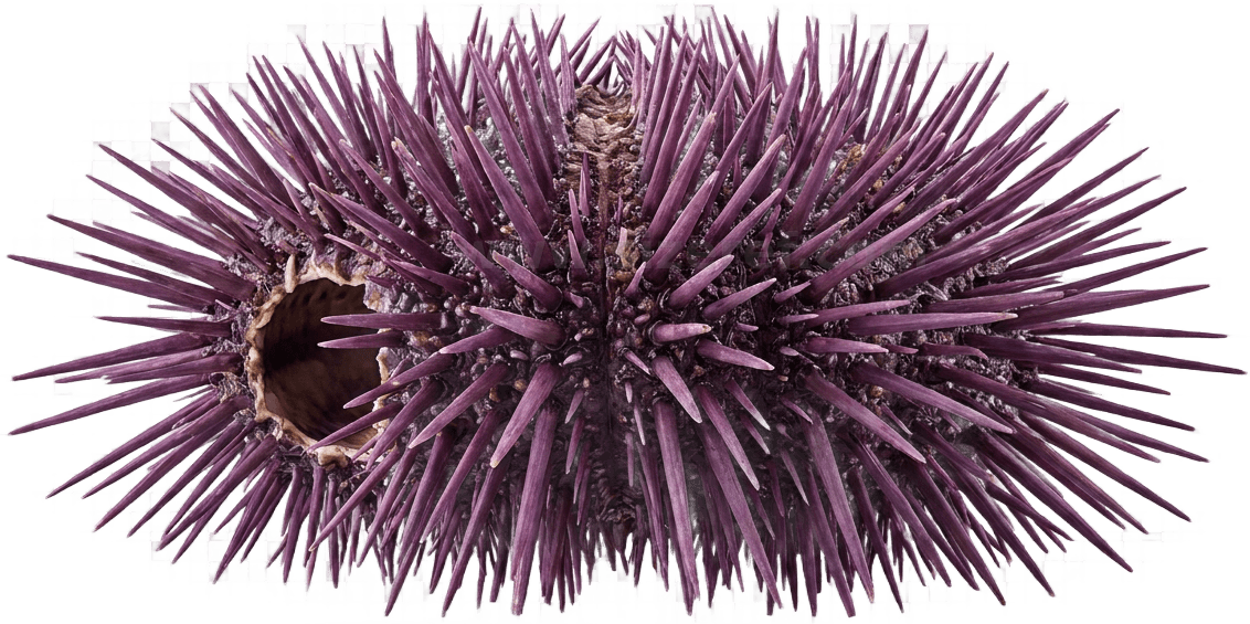 Sea Urchin size - 8.0 cm dimensions