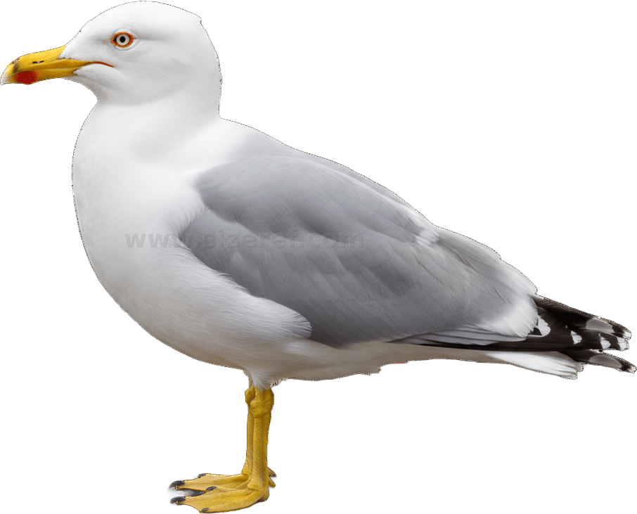 Seagull scientific diagram preview
