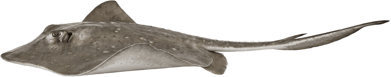 Stingray size