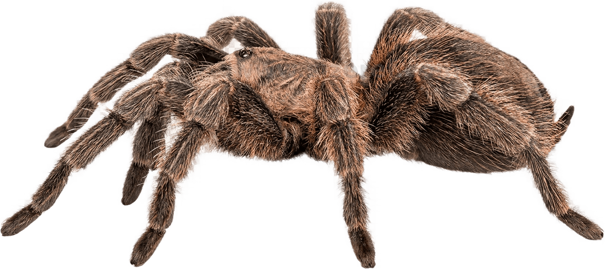 Tarantula size