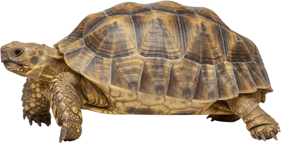 Tortoise scientific diagram preview