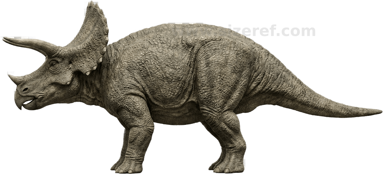 Triceratops size