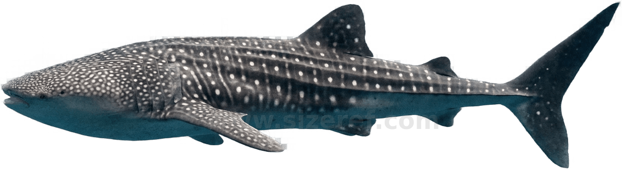 Whale Shark size